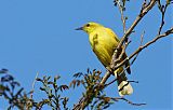 Yellow Honeyeater